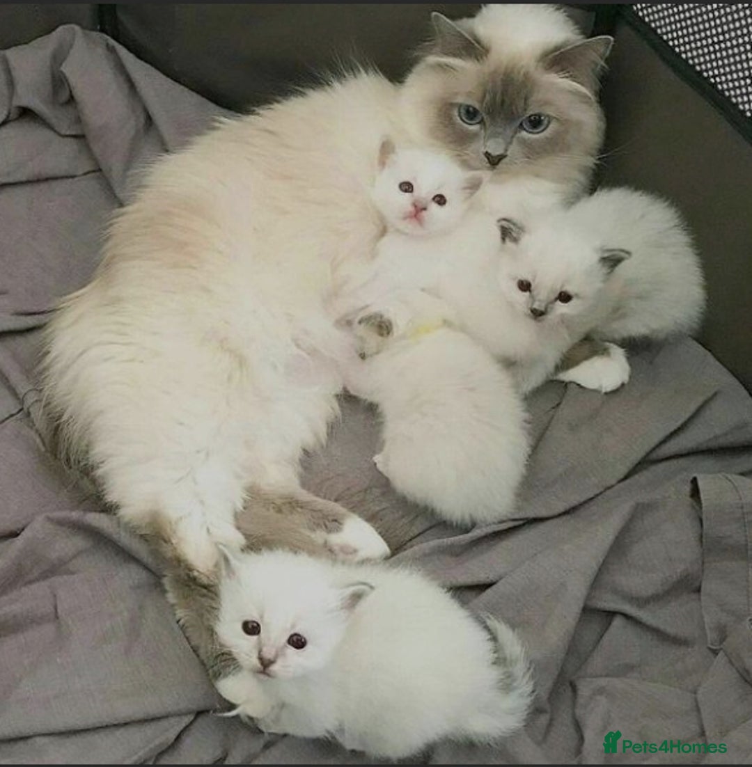 Ragdoll cats for sale: Ragdoll kittens for sale  - Image 3
