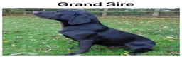 Labrador Retriever dogs for sale: *READY NOW* Stunning KC girls, tested&many FTCH/Ws - Advert 24