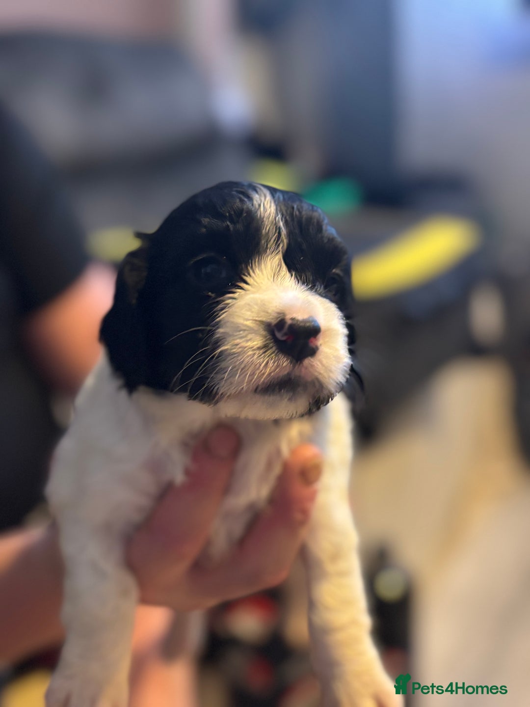 English Springer Spaniel dogs for sale: English Springer Spaniel Puppies  - Advert 14