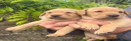 Labrador Retriever dogs for sale: Adorable Labrador puppies for sale in Ludlow - Advert 26