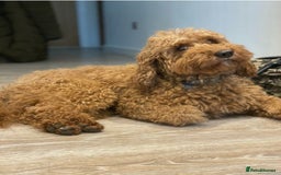 Poodle dogs for stud: Adorable chunky KC Red mini poodle in Bury Saint Edmunds - Image 1
