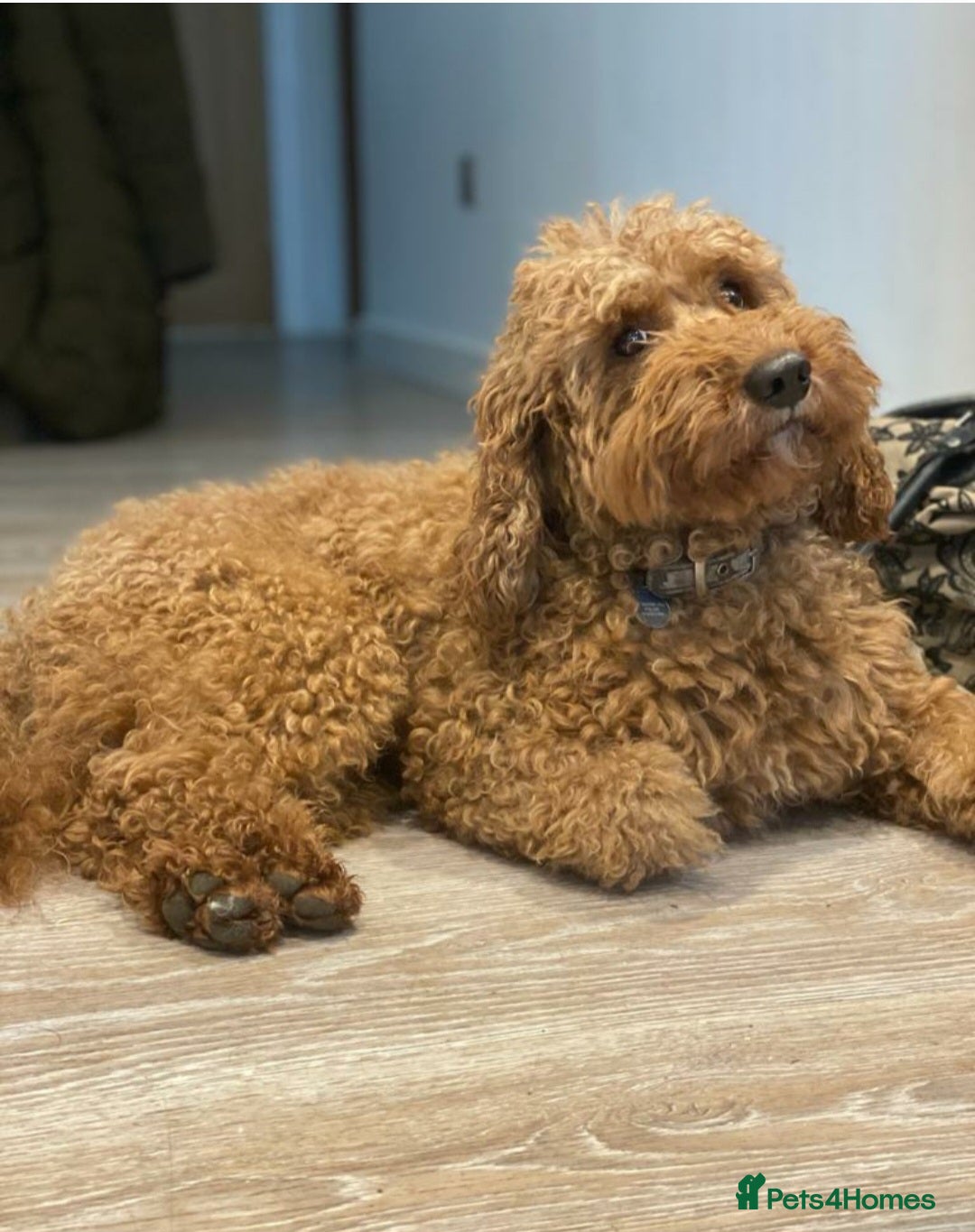 Poodle dogs for stud: Adorable chunky KC Red mini poodle in Bury Saint Edmunds - Image 1