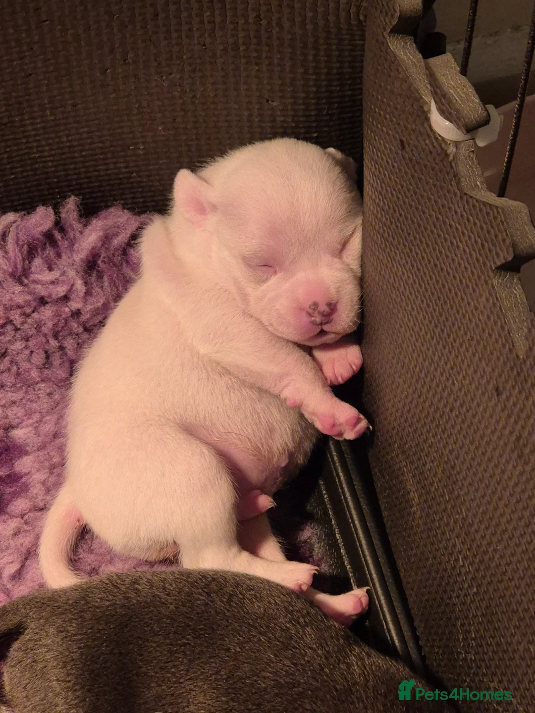 Staffordshire Bull Terrier dogs for sale: Blue Staffordshire Bull Terrier puppies  - Advert 7