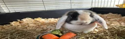 Mini Lop rabbits for sale: Mini lops  - Advert 3