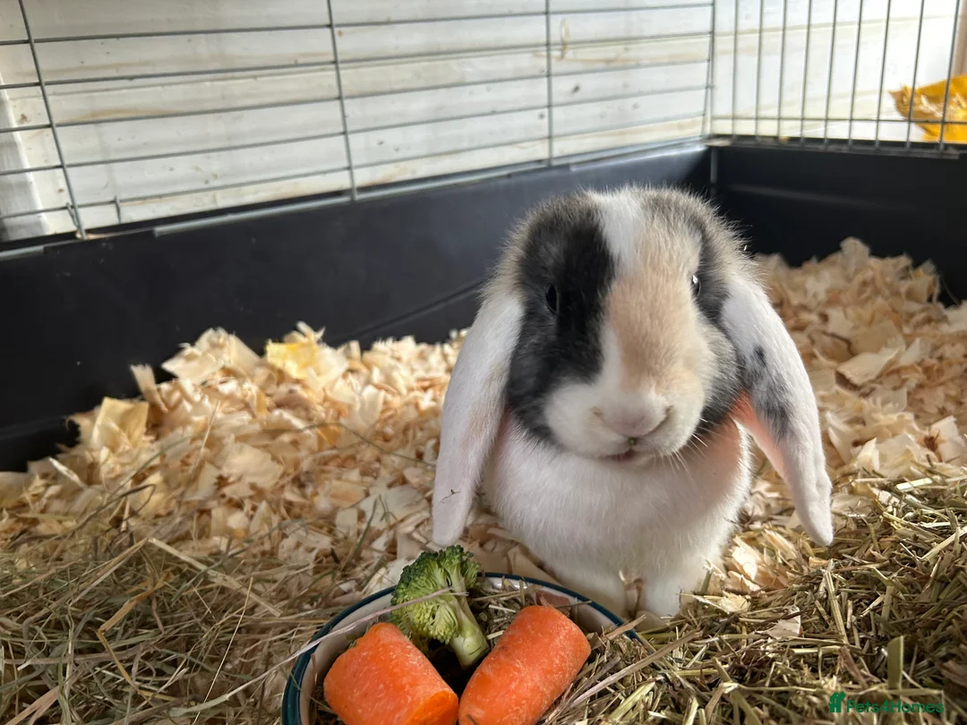 Mini Lop rabbits for sale: Mini lops  - Advert 3