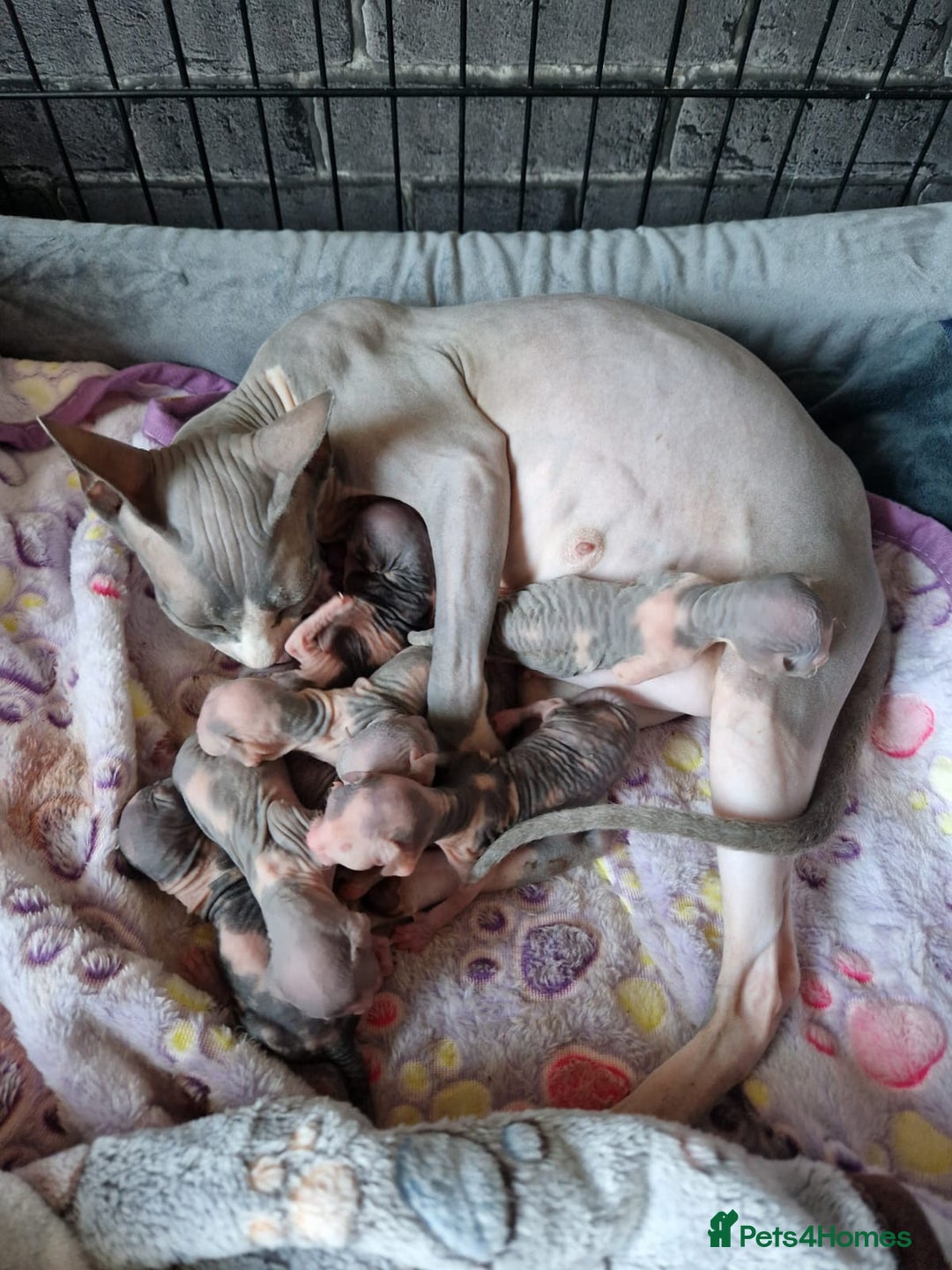 Sphynx cats for stud: Sphynx boy for stud  in Southampton - Advert 39