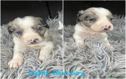 Sprollie dogs for sale: 🩶Beautiful sprollie puppies🩶  - Image 5