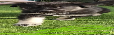 German Shepherd Puppy 3-green collar