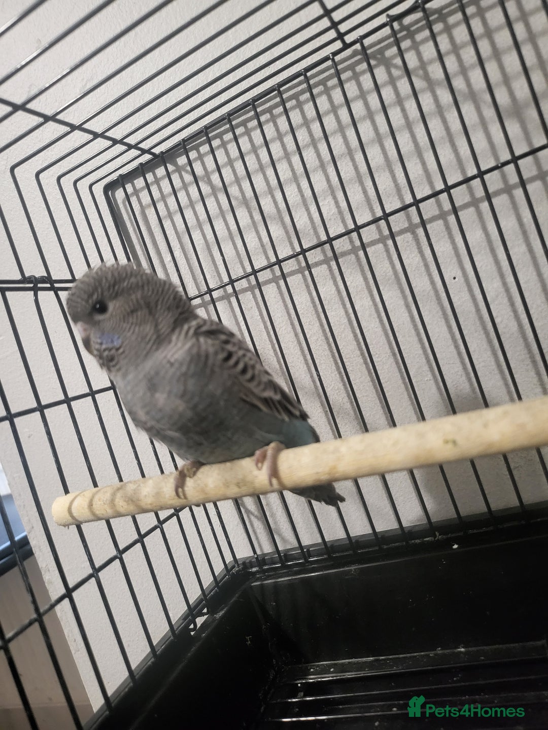 Budgerigars birds for sale: Blackface - Advert 6