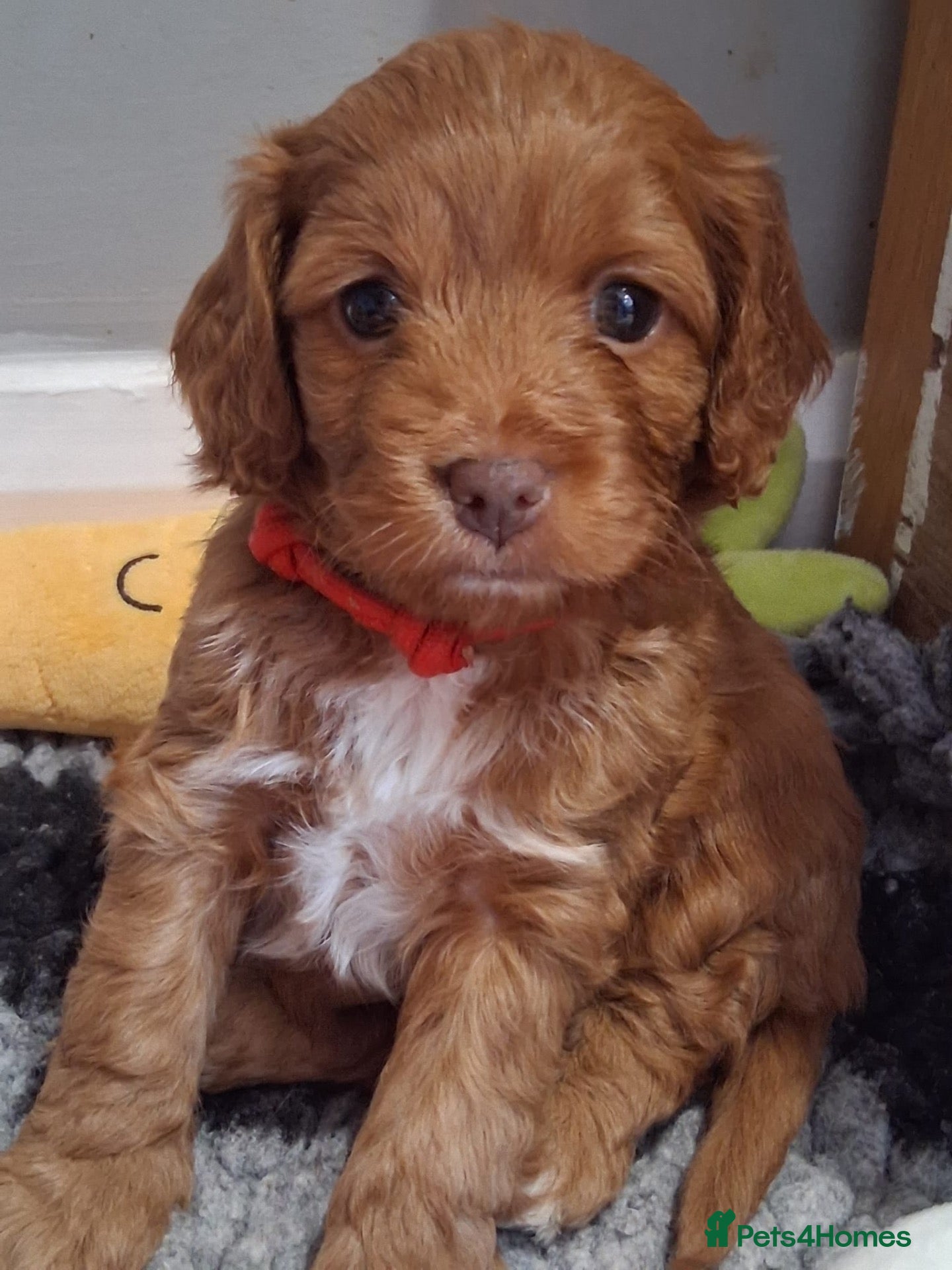 Cockapoo dogs Tiny Asian poodle cross pups teddy bear cute faces - Advert 1