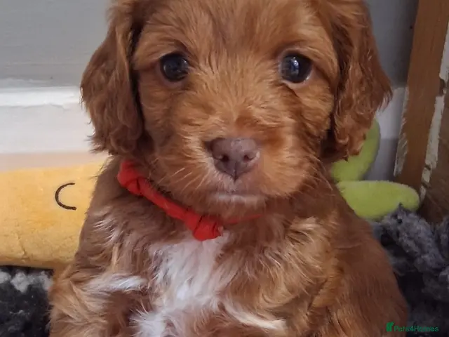 Cockapoo dogs Small Asian poodle cross pups teddy bear faces - Advert 1