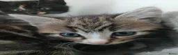 Mixed Breed cats for sale: 5 beautiful kittens for sale - Advert 23