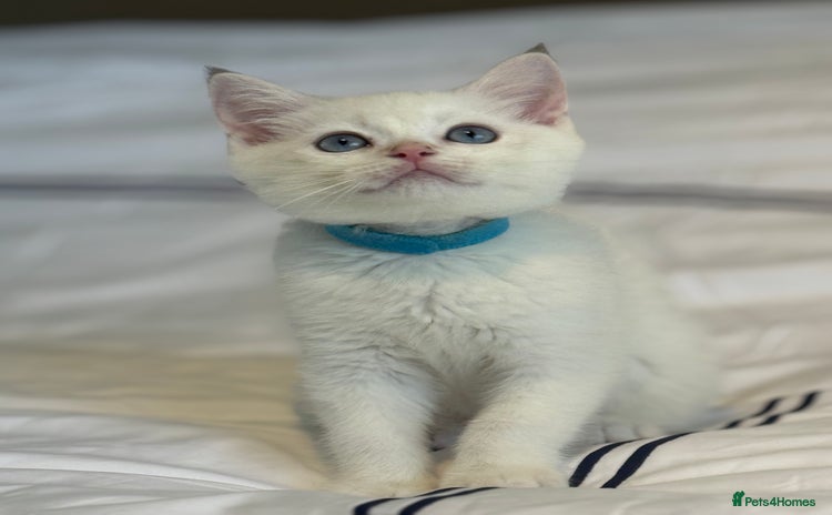 British Shorthair cats - Advert 10