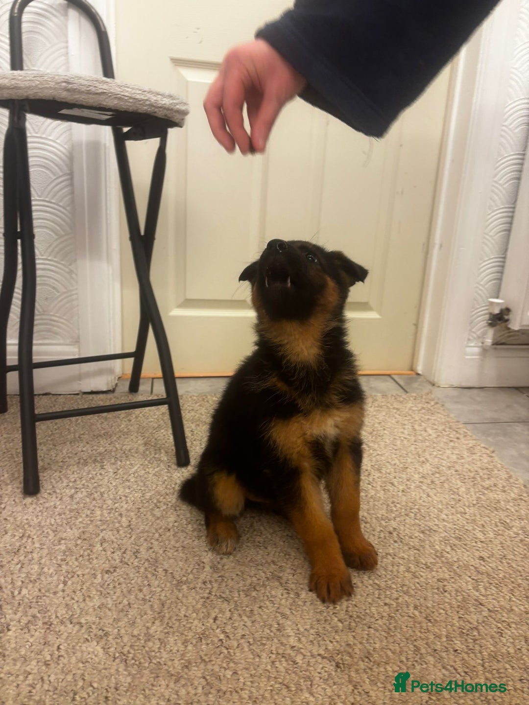 German Shepherd dogs for sale: Bloodline German shepherd puppy’s  - Advert 5