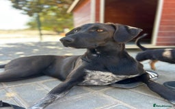 Mixed Breed dogs for adoption: Pretty Pretzel - Image 11