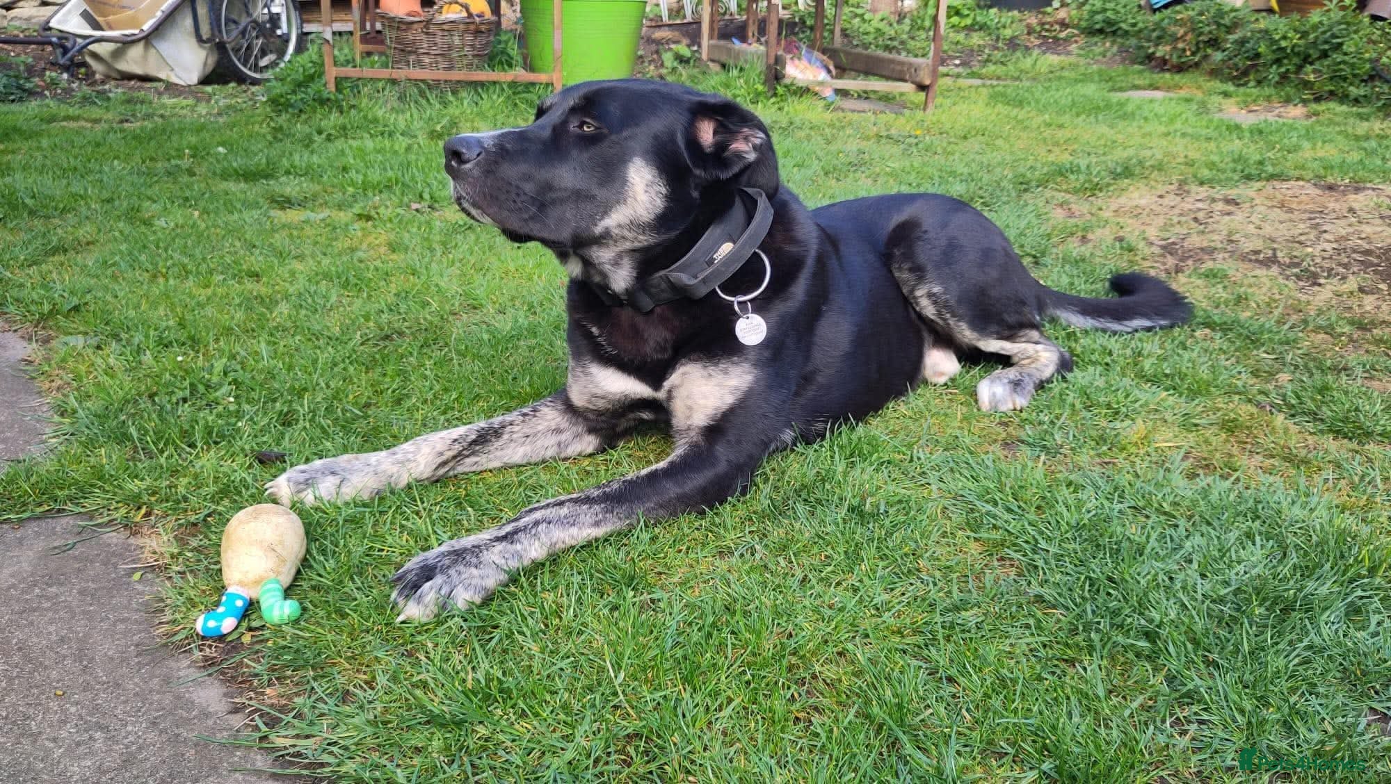 Mixed Breed dogs for adoption: BUSTER- quiet home wanted for sensitive young boy - Advert 9