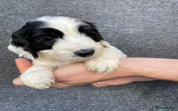 Cockapoo dogs for sale: Adorable Cockerpoo Puppies Ready - Image 23