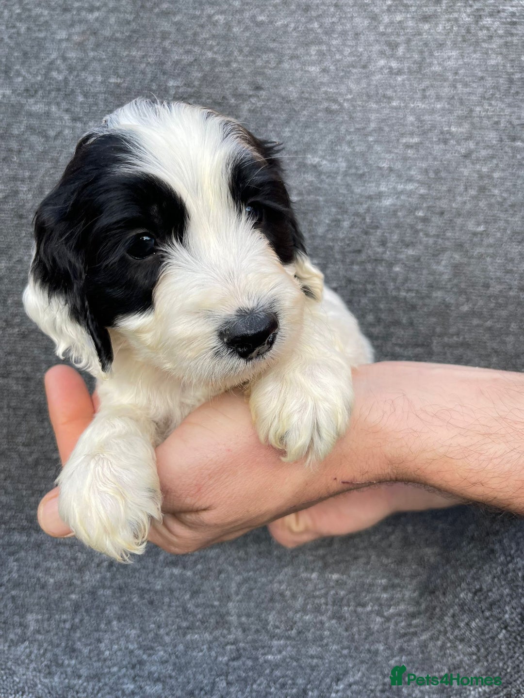 Cockapoo dogs for sale: Adorable Cockerpoo Puppies Ready - Image 23