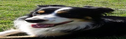 Border Collie dogs for stud: Boris/ 2.5 years old/ KC/ISDS member/Tricolor. - Advert 5