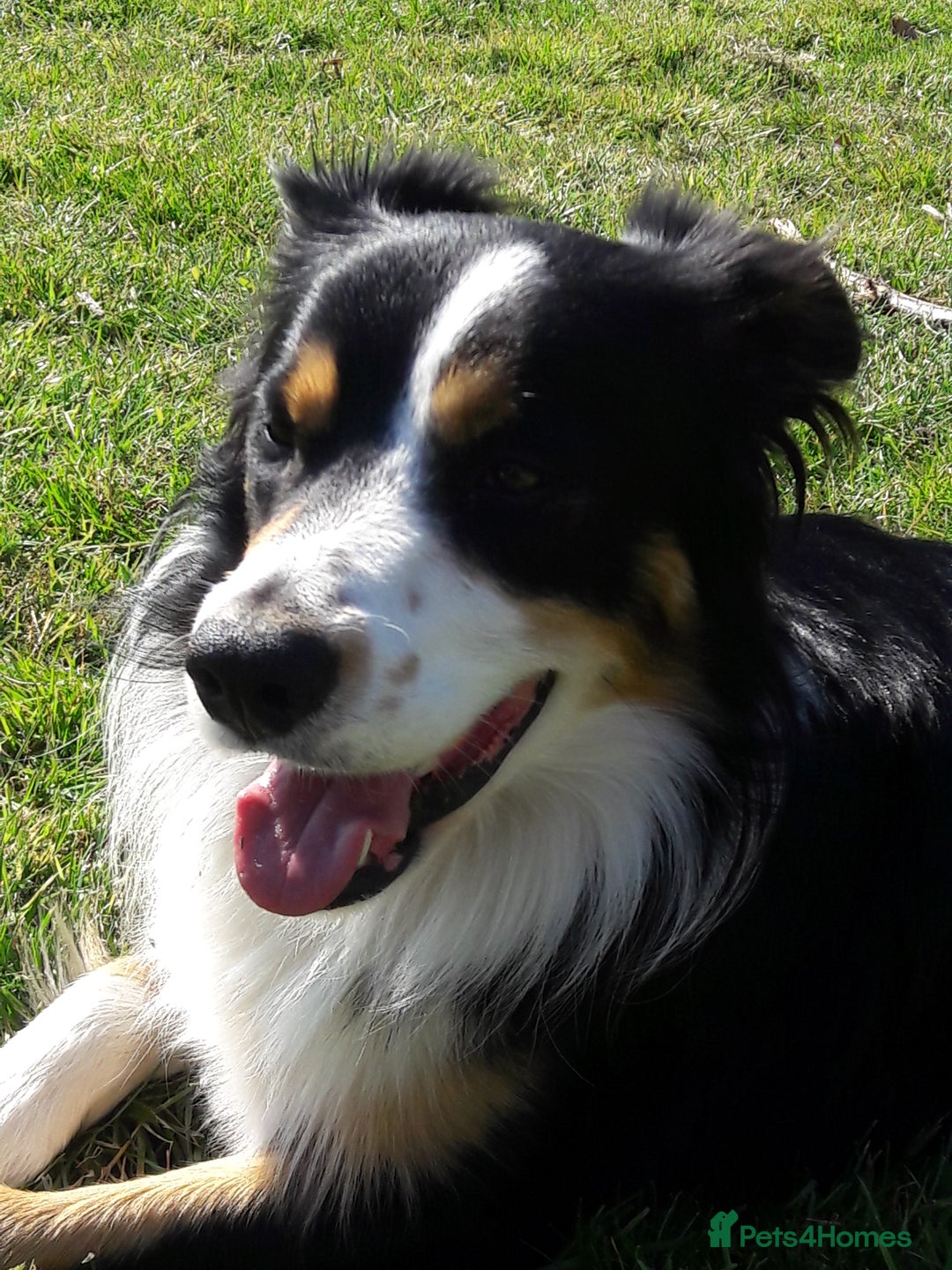 Border Collie dogs for stud: Boris/ 2.5 years old/ KC/ISDS member/Tricolor. - Image 5