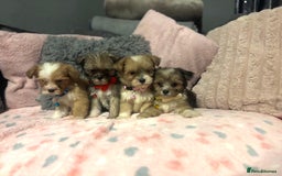 Mixed Breed dogs for sale: Lhasa apso x chorkie  - Image 16