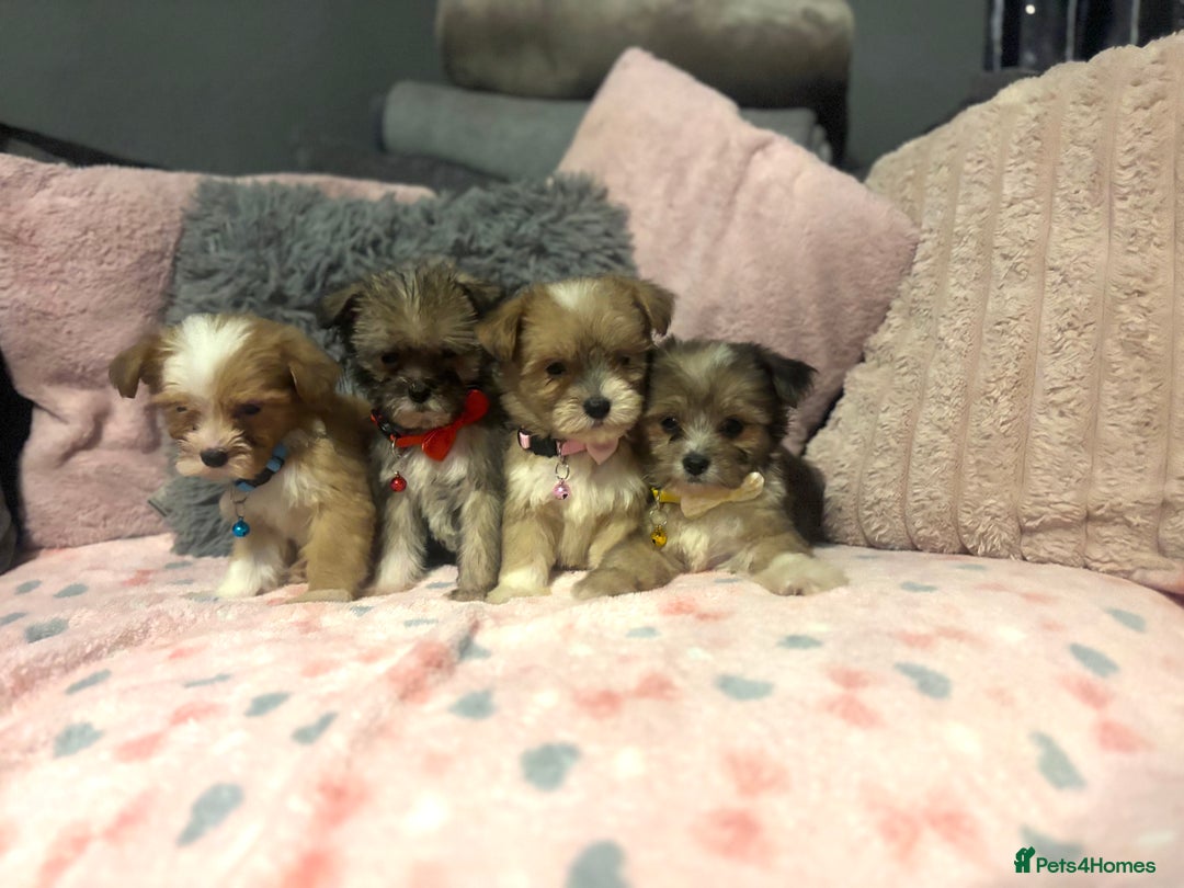 Mixed Breed dogs for sale: Lhasa apso x chorkie  - Image 16