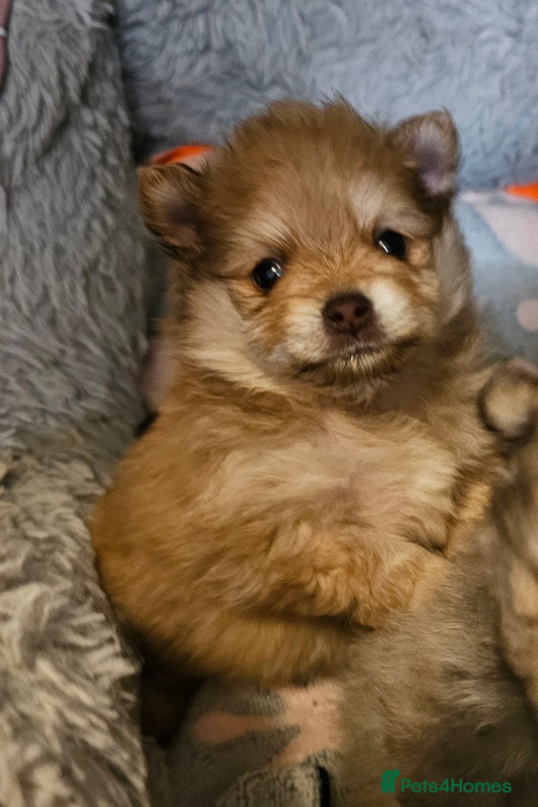 Pomeranian dogs for sale: 4 Beautiful Pomeranians  - Advert 5