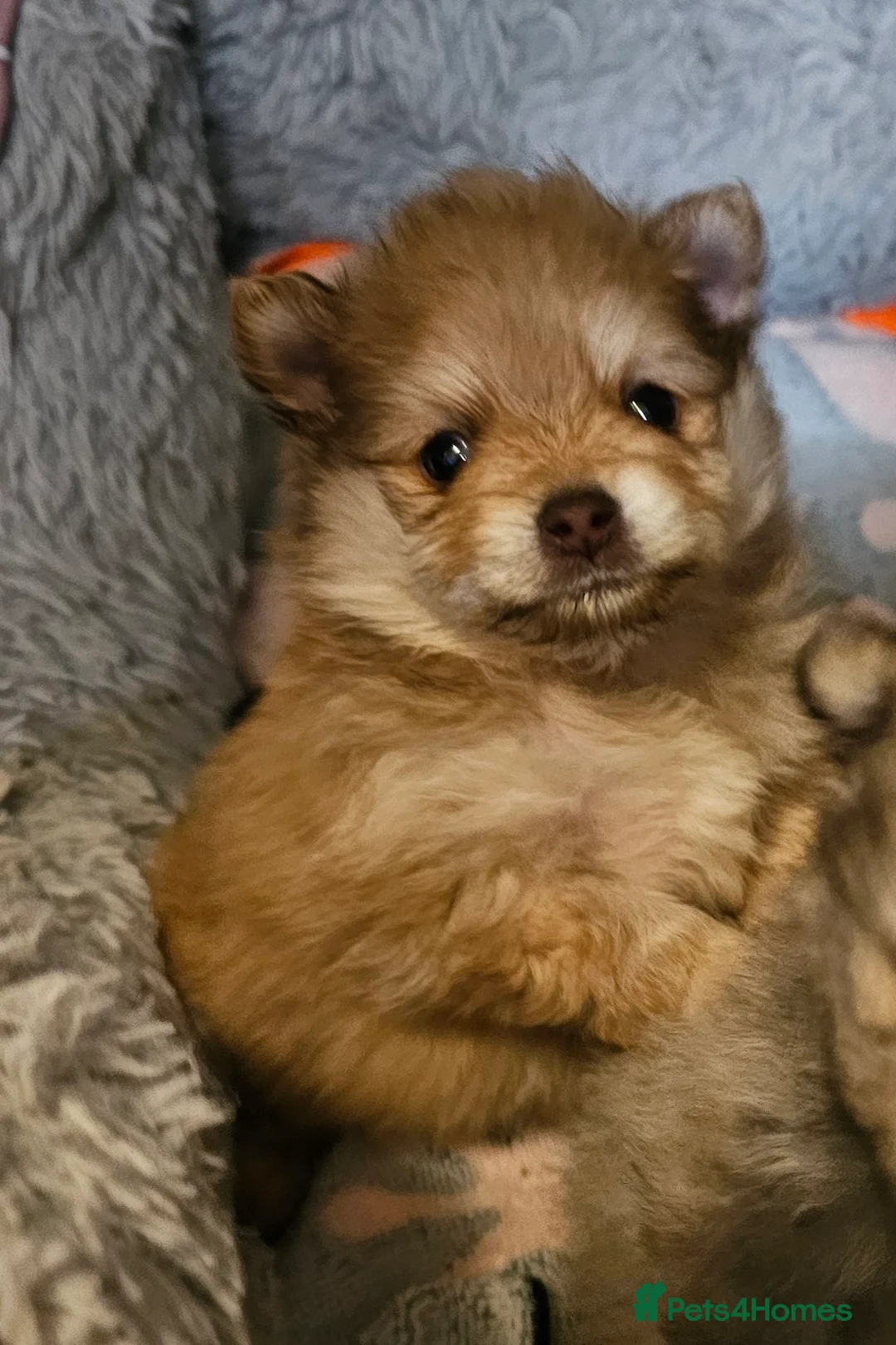 Pomeranian dogs for sale: 4 Beautiful Pomeranians  - Advert 5