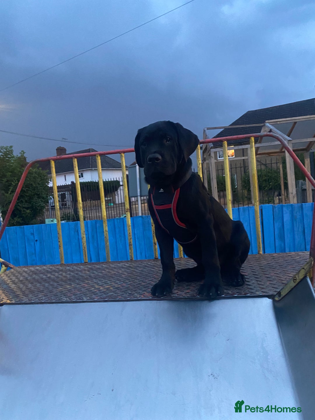 Mixed Breed dogs for sale: Presa canario rottweiler - Advert 4