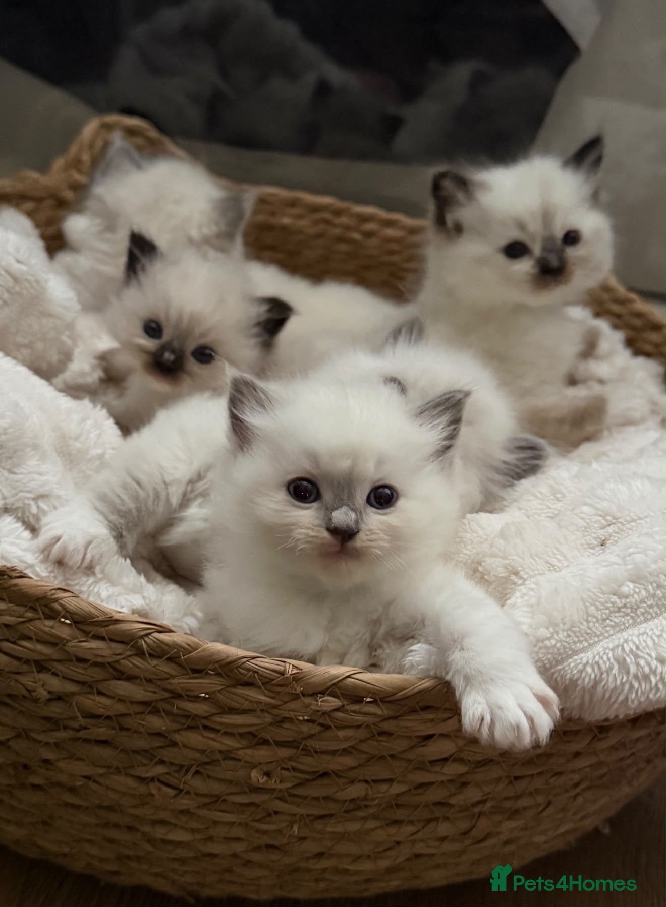 Ragdoll cats for sale: 💎 TORTED GCCF Ragdoll Kittens💎 - Advert 1