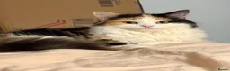 Mixed Breed cats for sale: Kittens  in Swindon - Advert 7