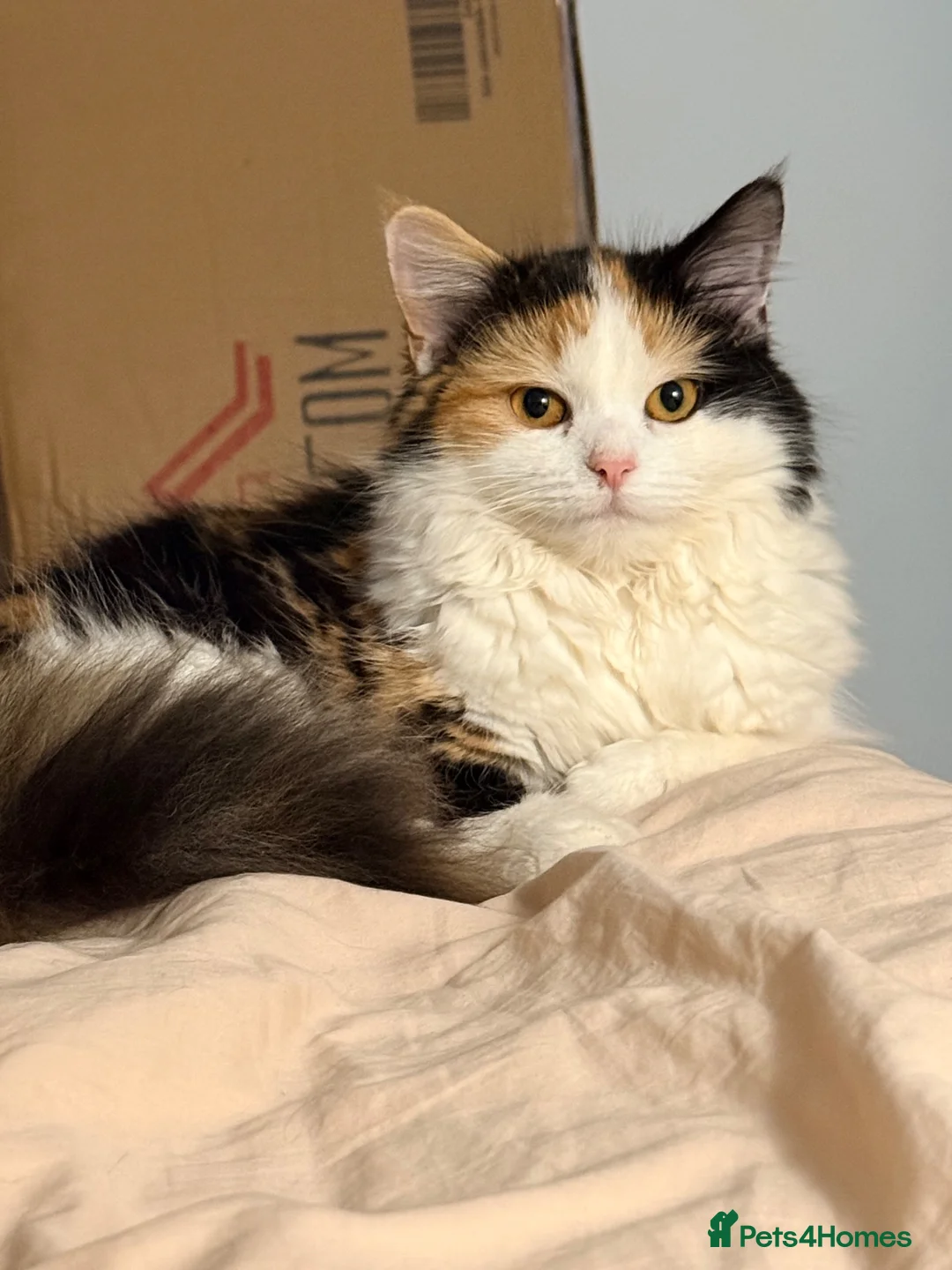Mixed Breed cats for sale: Kittens  in Swindon - Advert 7