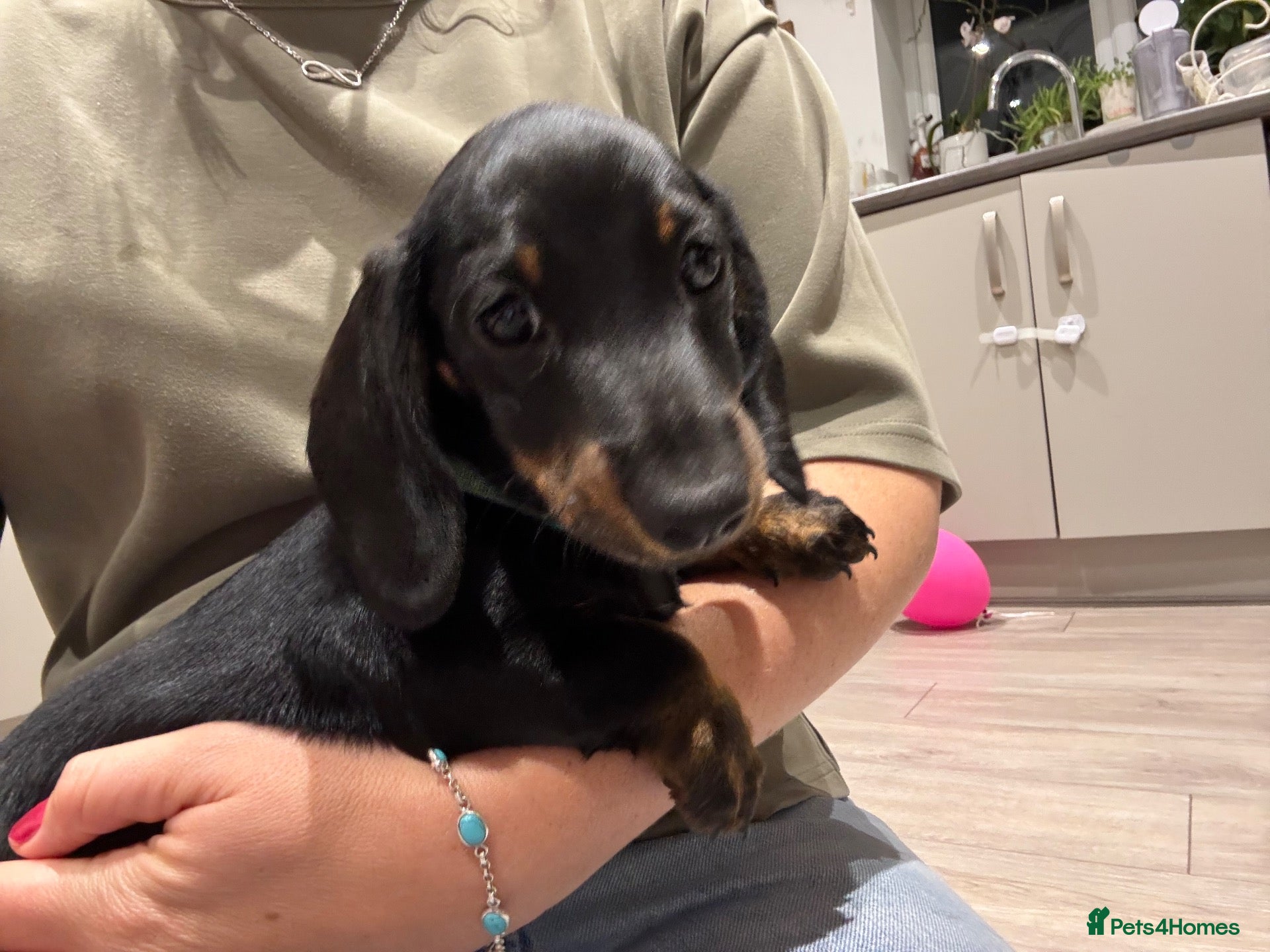 Miniature Dachshund dogs Last girl left🐾KC pedigree Mini Dachshund puppies - Advert 5
