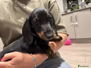 Miniature Dachshund dogs Last girl left🐾KC pedigree Mini Dachshund puppies - Advert 5