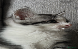 Maine Coon cats for sale: 3/4 mainecoon kittens polydactyl  - Image 15