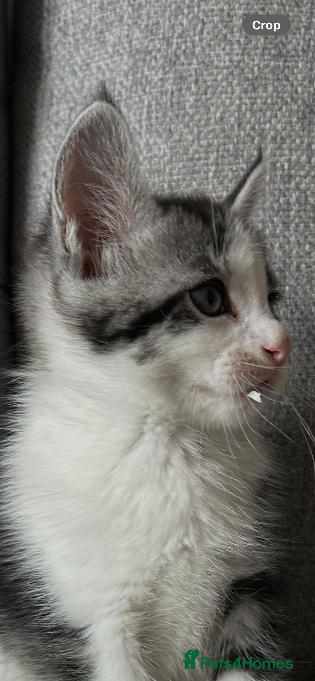Maine Coon cats for sale: 3/4 mainecoon kittens polydactyl  - Image 15