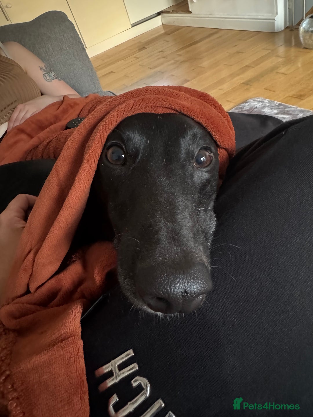 Lurcher dogs for sale: Raven lurcher  - Advert 6