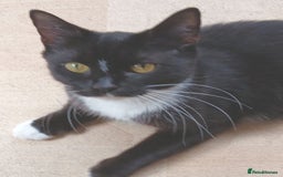 Mixed Breed cats for adoption: FAITH - Image 1