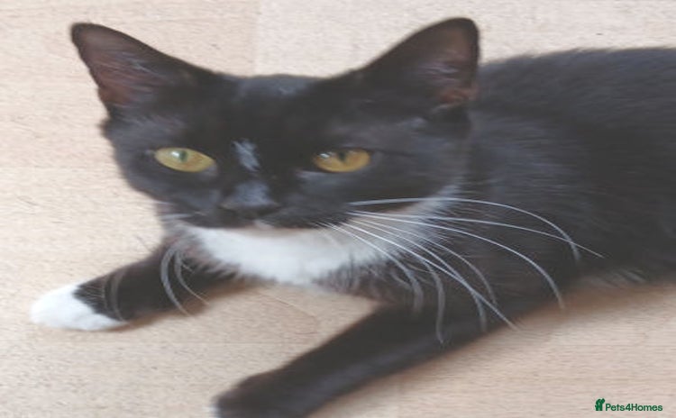 Mixed Breed cats - Advert 1