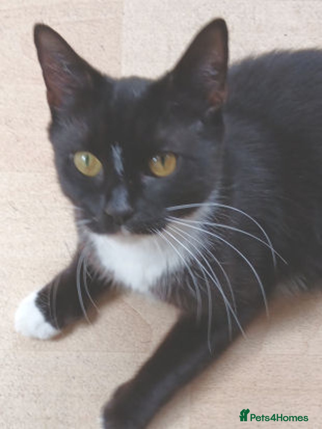 Mixed Breed cats for adoption: FAITH - Image 1