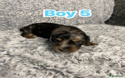 Dachshund dogs for sale: Long haired dachshunds - Image 11