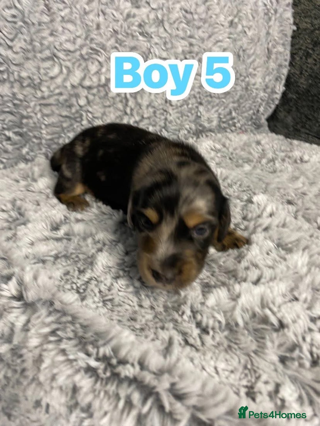 Dachshund dogs for sale: Long haired dachshunds - Image 11