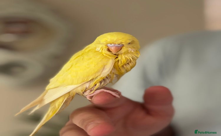 Budgerigars birds - Advert 11