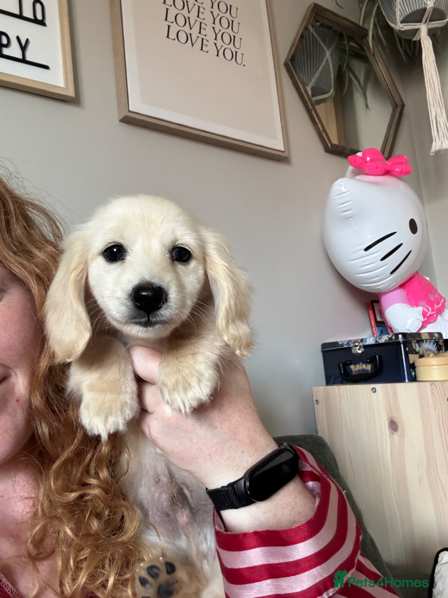 Miniature Dachshund dogs for sale: Cream long haired dachshund   - Advert 3