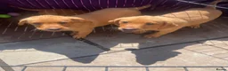 Labrador Retriever dogs for sale: Labrador puppies in Darlington - Advert 6