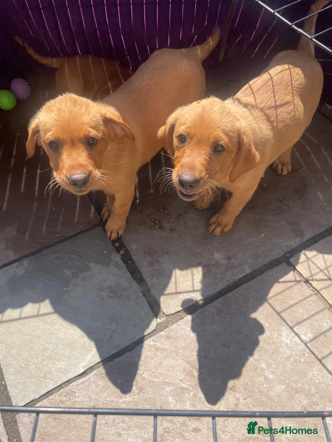 Labrador Retriever dogs for sale: Labrador puppies in Darlington - Advert 6