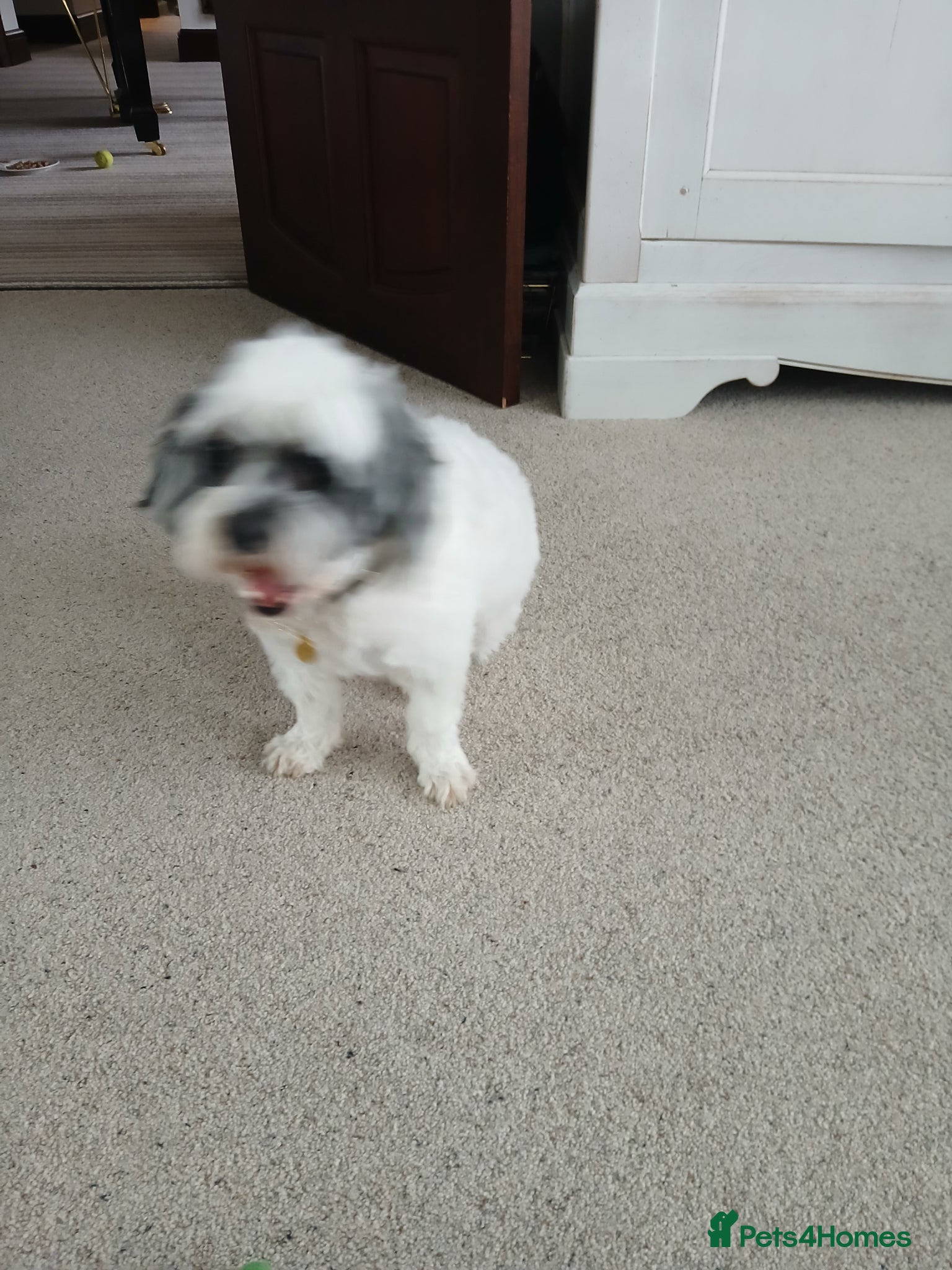 Shihpoo dogs Shi-Poo Belle  - Advert 8