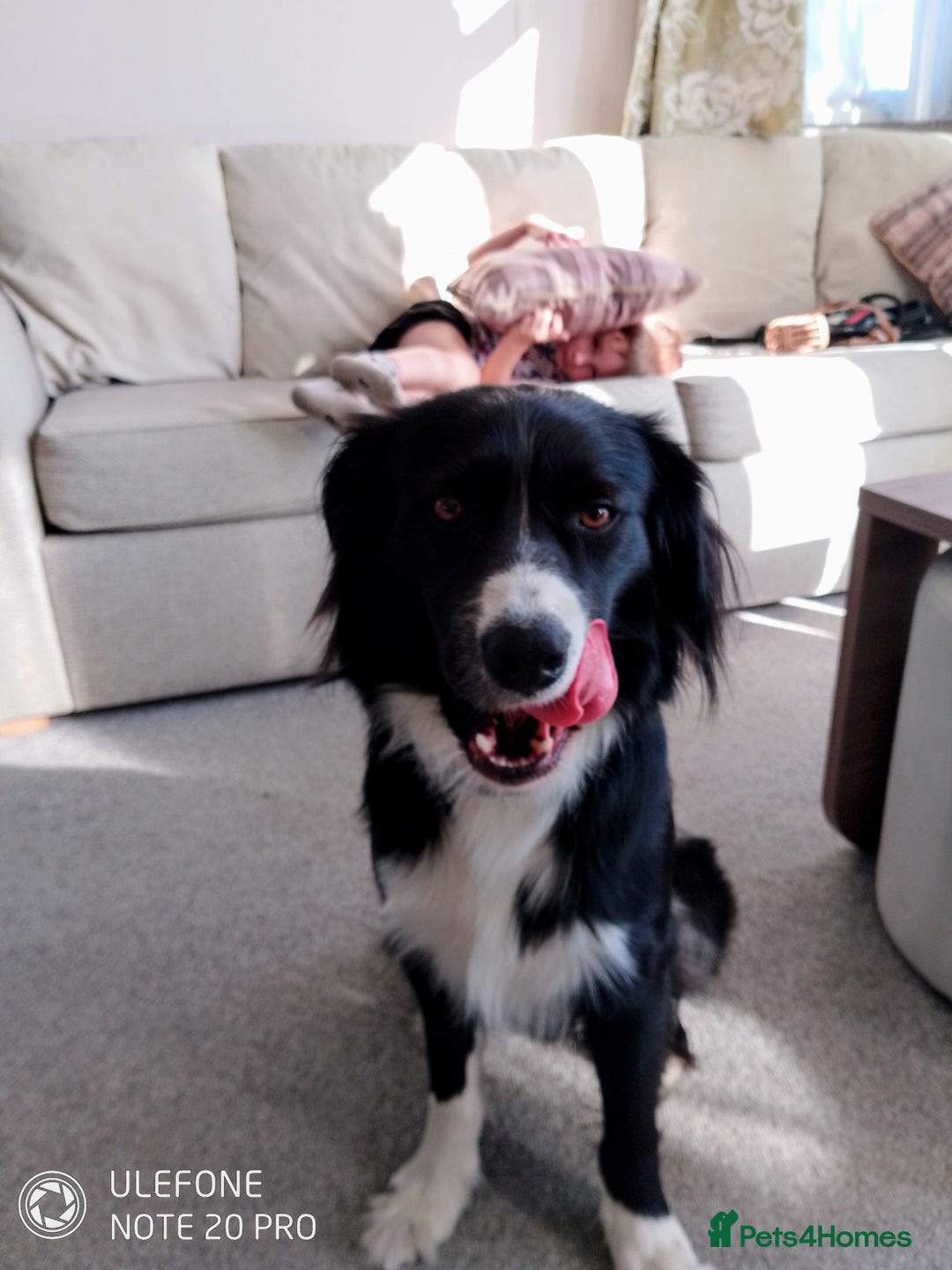 Mixed Breed dogs for sale: Dogs rehoming - Advert 2