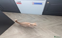 British Shorthair cats for sale: 2 lovely brothers - Image 3
