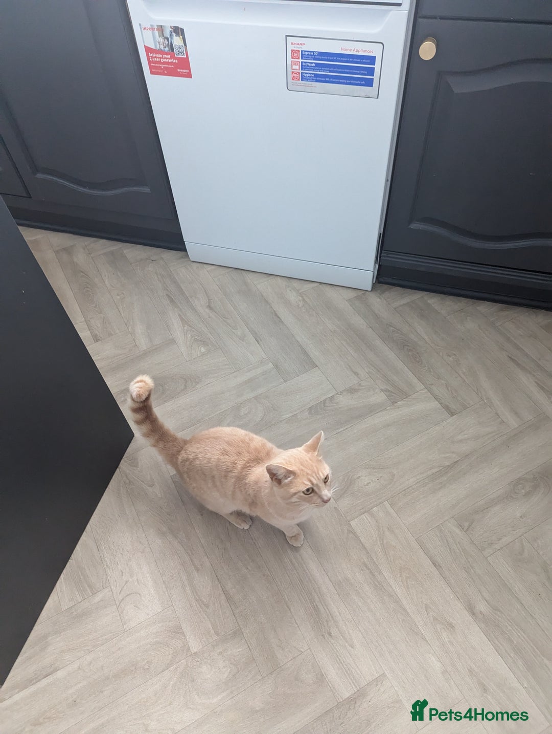 British Shorthair cats for sale: 2 lovely brothers - Image 3
